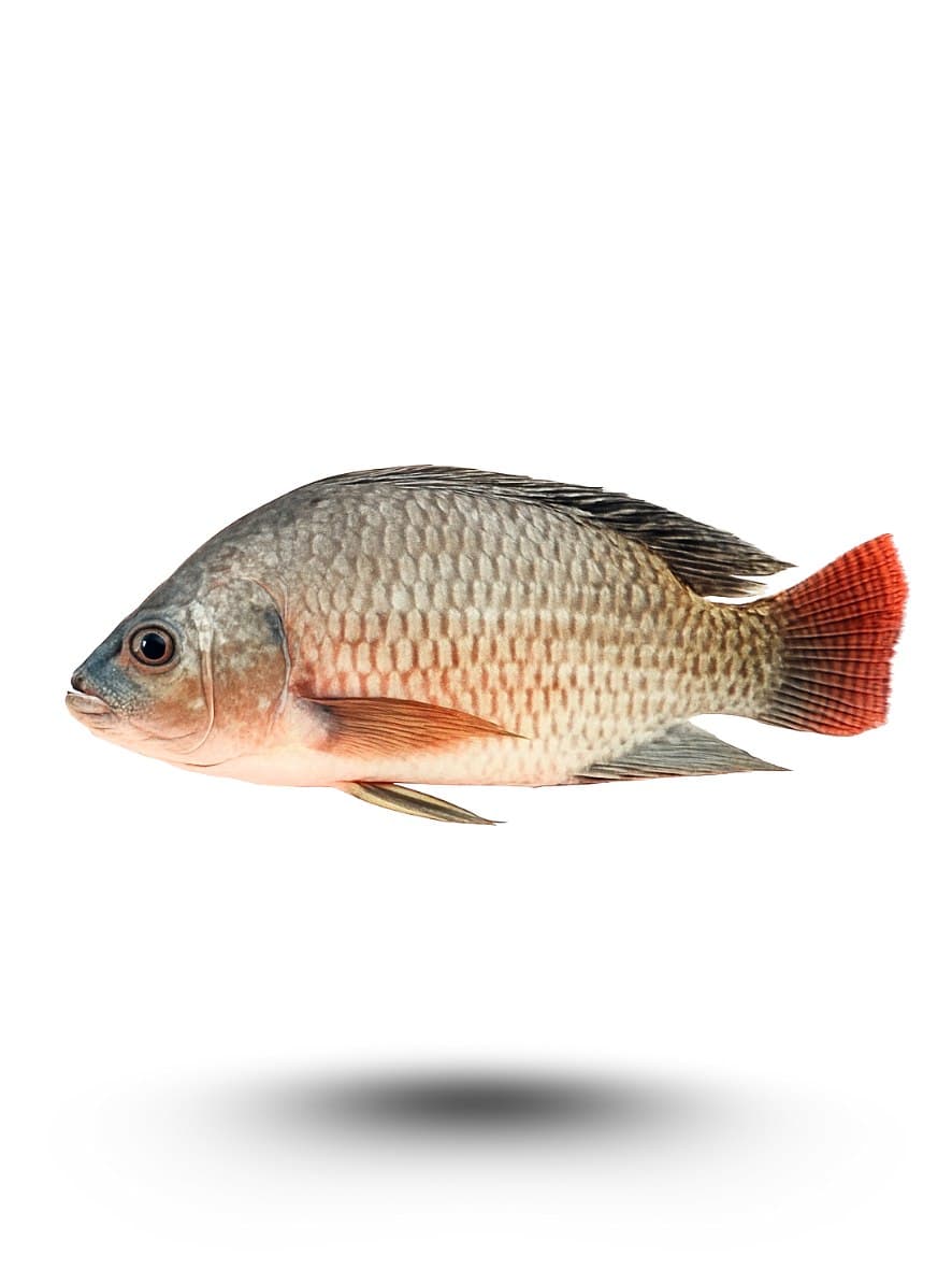 Tilapia Fish 800 g